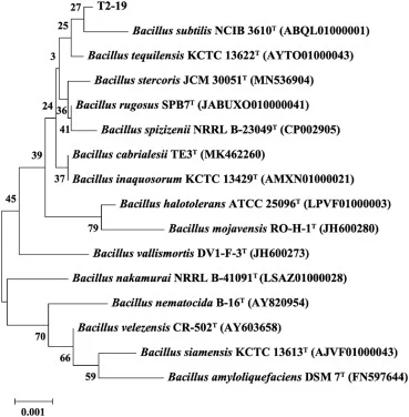 Phylogenetic tree based on nearly complete 16S rRNA gene sequences using neighbour-joining method showing the relationships between strain T2-19 and the type strains of phylogenetically closely related Bacillus species. Numbers at nodes are percentage bootstrap values based on a neighbour-joining an