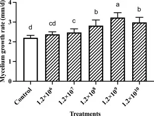 The effect of the concentration of inoculum for the strain T2-19 with an inoculating volume of 100 μL on the mycelium growth of S. rugosoannulata. Error bars indicate the standard deviation (SD) (n = 3). Different lowercase letters above columns indicate significant differences (p < 0.05).