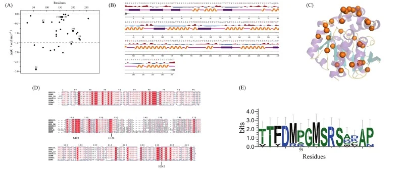 Computational and sequence analyses guiding the design of thermostable ZENM variants. (A) Predicted folding free-energy changes (ΔΔG) for the tested ZENM single-point substitutions. Substitutions showing improved thermostability in subsequent experiments are highlighted. Horizontal lines indicate th