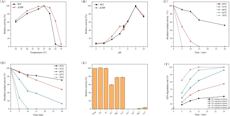 Biochemical characterization of WT ZENM and the A59P variant. (A) Temperature–activity profiles of WT and A59P measured under the standardized endpoint assay conditions (pH 9.0, 50 mM Tris–HCl, 15 min); relative activity was normalized to the maximal activity within each temperature series (set as 1