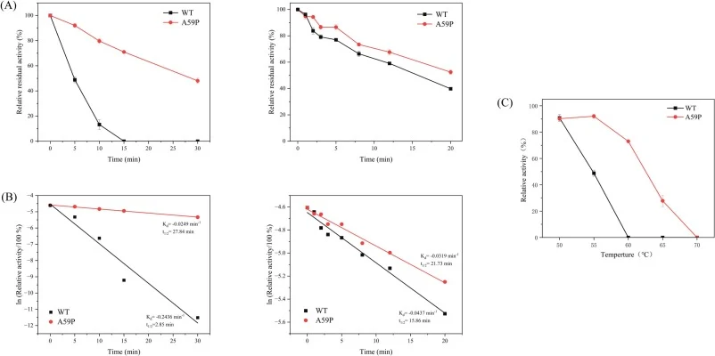 Functional stability under prolonged thermal stress (thermal challenge), acid tolerance, and T50 of WT ZENM and A59P. (A) Prolonged thermal challenge residual activity time-course at 55 °C in 50 mM Tris–HCl (pH 9.0) (left) and acid inactivation at 25 °C in 200 mM citrate–Na₂HPO₄ (pH 4.2) (right). En