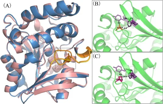 Global structural superposition and local environment comparison of WT ZENM and A59P around residue 59. (A) Overall structural superposition of WT ZENM and A59P, with the region surrounding residue 59 highlighted. (B) Local view of the WT structure showing the spatial relationship of Ala59 with neig