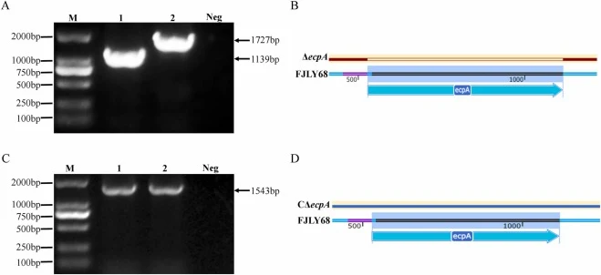 Successful construction of the ΔecpA mutant and complemented strain CΔecpA verified by PCR and DNA sequencing. (A) PCR verification of the ΔecpA mutant. (B) Sanger sequencing confirmation of ecpA deletion. (C) PCR verification of the complemented strain CΔecpA. (D) Sanger sequencing confirmation of