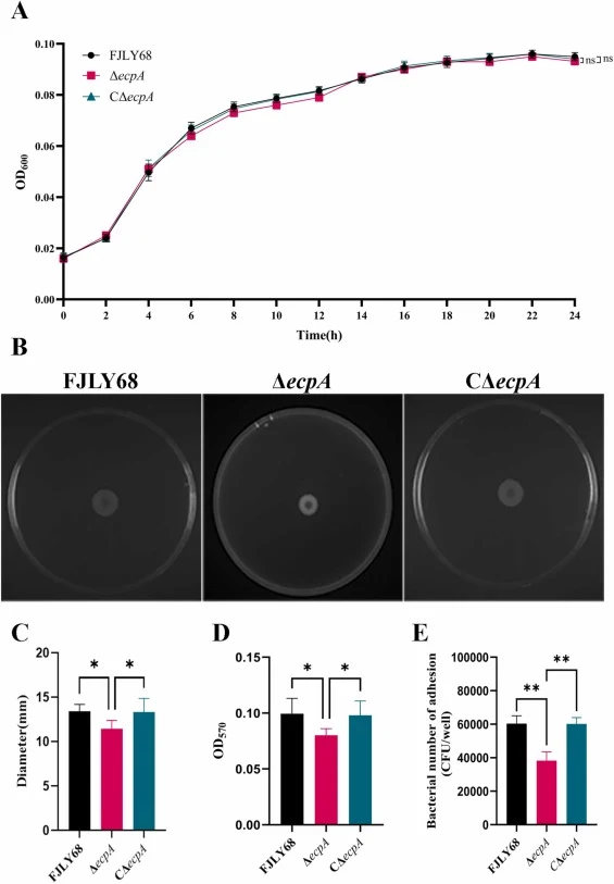 Deletion of ecpA does not affect bacterial growth but significantly reduces motility, biofilm formation, and adhesion of APEC. (A) Growth curve analysis. (B, C) Motility assay. Data are presented as mean ± SD; asterisk indicates significant difference (*:P < 0.05). (D) Biofilm formation. Data are me