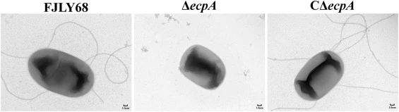 ecpA 为细菌表面 ECP 菌毛组装所必需。细菌表面菌毛的透射电镜观察。比例尺：1 μm。