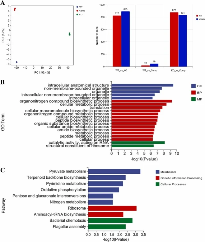 Transcriptomic analysis reveals extensive gene expression reprogramming upon ecpA deletion, which explains the observed phenotypic defects in motility, biofilm formation, and adhesion. (A) Principal component analysis (PCA). (B) Statistics of differentially expressed genes. (C) GO enrichment analysi