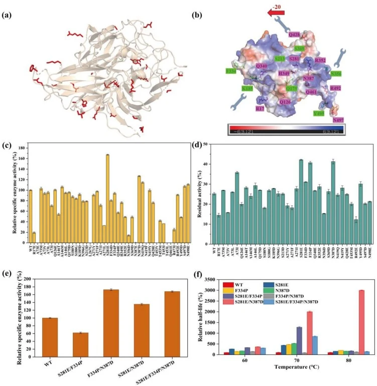 Computational prediction and identification of mutants. (a) The spatial distribution of consensus mutation sites predicted by FireProt and PROSS. The predicted residues are highlighted as red sticks. (b) Structural details of mutation sites predicted by Rosetta_supercharge. Predicted mutation sites