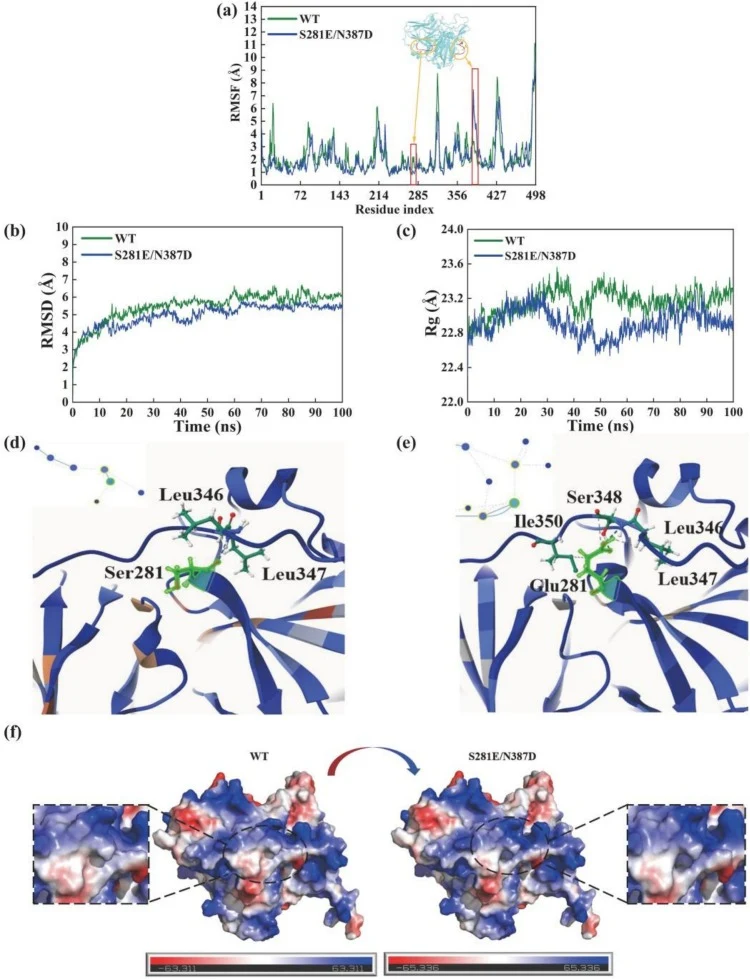 MD simulation and structural analysis. (a) Root mean square fluctuation (RMSF) of the WT and S281E/N387D mutant at 353 K. (b) Root mean square deviation (RMSD) at 353 K. (c) Radius of gyration (Rg) at 353 K. (d) The interaction formed by the Ser281 site in WT and its surrounding residues. (e) The in