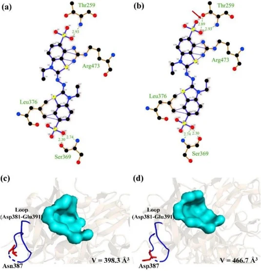 Structural analysis of WT and S281E/N387D mutant. (a-b) Hydrogen bonds between laccase and ABTS, with green bars indicating hydrogen bonds. (c-d) Substrate pocket analysis. The loop Asp381-Glu391 and the substrate binding pocket were highlighted in dark blue and lake green.
