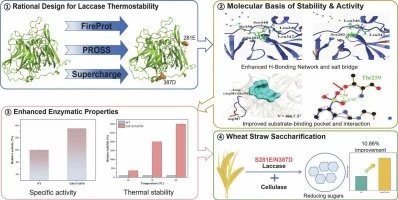 Structure-informed engineering of a laccase with enhanced ca