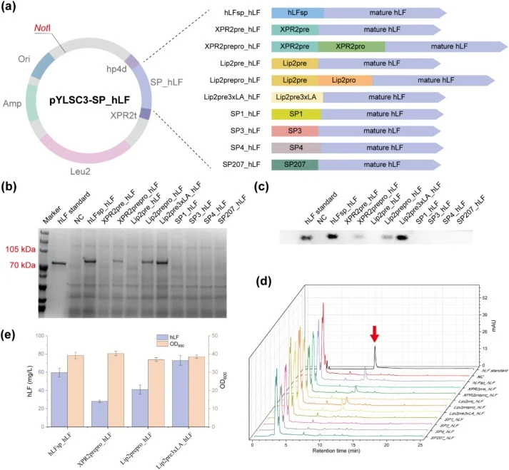 Identification of functional signal peptides supporting secretory production of hLF in Y. lipolytica. (a) Illustrative overview of the hLF-expression plasmid and SP_hLF fusion constructs. (b) SDS-PAGE analysis of culture supernatants, showing a protein band at the expected molecular weight of hLF (∼