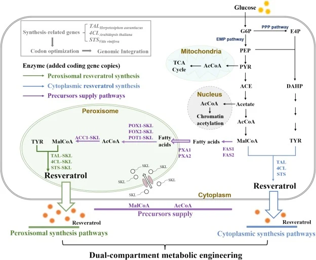 Schematic diagram of the dual-compartment engineered S. cerevisiae for resveratrol synthesis. The dual-compartment synthetic pathway of resveratrol was divided into three modules: the peroxisomal synthesis pathway (shown in red), the precursor supply pathway (shown in purple), and the cytoplasmic sy