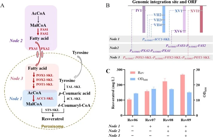 Strengthening the supply of precursors in the peroxisomal compartment. A, Schematic diagram of enhanced precursor supply. The strengthening of the precursor metabolic pathway was divided into the overexpression of three distinct nodes: ACC1-SKL to increase the direct conversion of malonyl-CoA from a