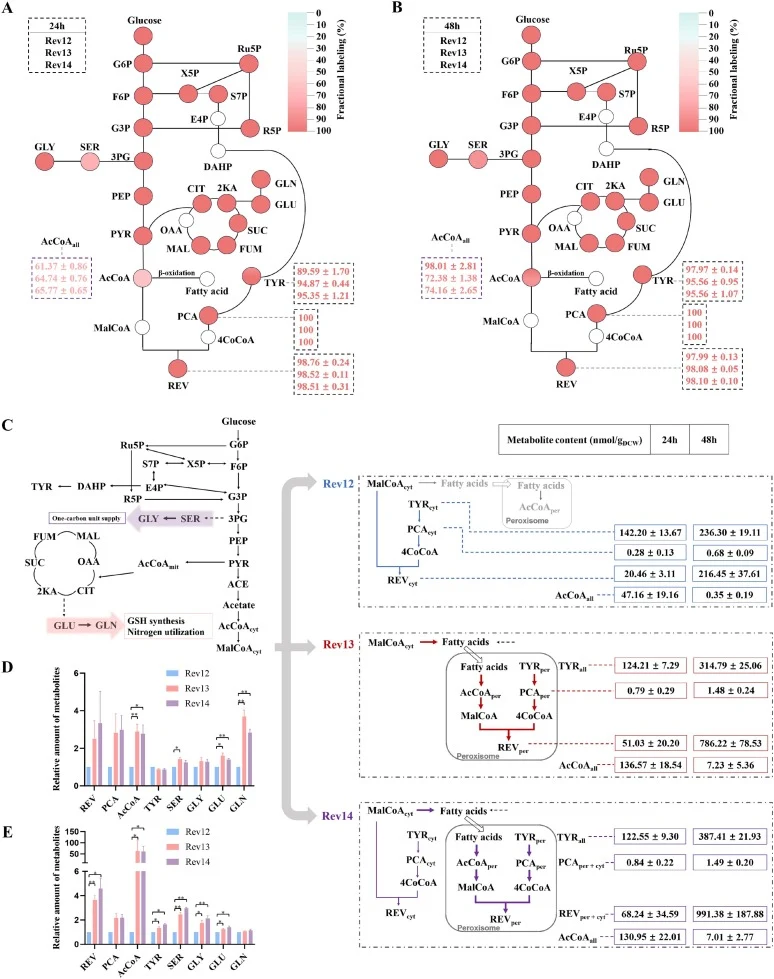 Cellular carbon metabolism related to resveratrol synthesis in the compartmental strains. A, B, Analysis of 13C abundance in selected synthesis-associated metabolites at 24 hours (A) and 48 hours (B) in the cytoplasmic compartment strain Rev12, the peroxisomal compartment strain Rev13 and the dual-c