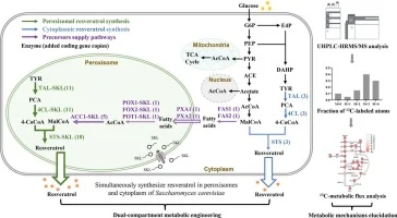 Simultaneous synthesis of resveratrol by dual-compartment me