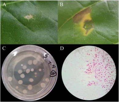 分离株A2的表型及微生物学特征。A:接种无菌水的烟叶;B:接种分离株A2的烟叶;C:分离株A2在LB培养基上的菌落形态;D:分离株A2的革兰氏染色。