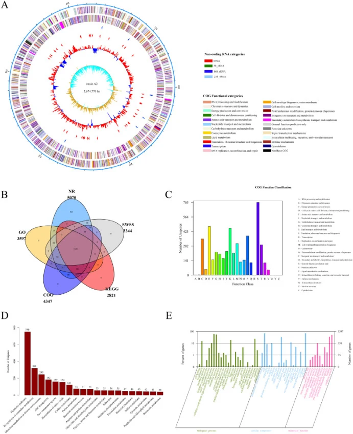 Genomic landscape and functional annotation isolate A2. A: Circular representation of the complete genome of isolate A2. From the innermost to the outermost circles: genome coordinates, GC content distribution, positions of tRNA and rRNA genes, coding sequences (CDSs) on the negative and positive st