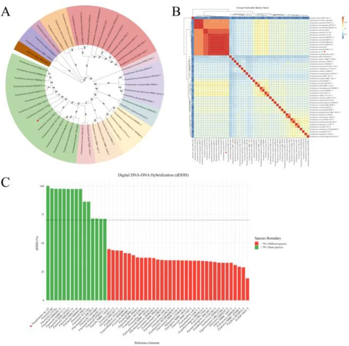 Phylogenetic placement and species delineation of isolate A2. A: Maximum-likelihood phylogenetic tree constructed using core genes from isolate A2 and representative P. monteilii strains. Bootstrap values are indicated at the nodes; B: ANI values between isolate A2 and related P. monteilii strains;