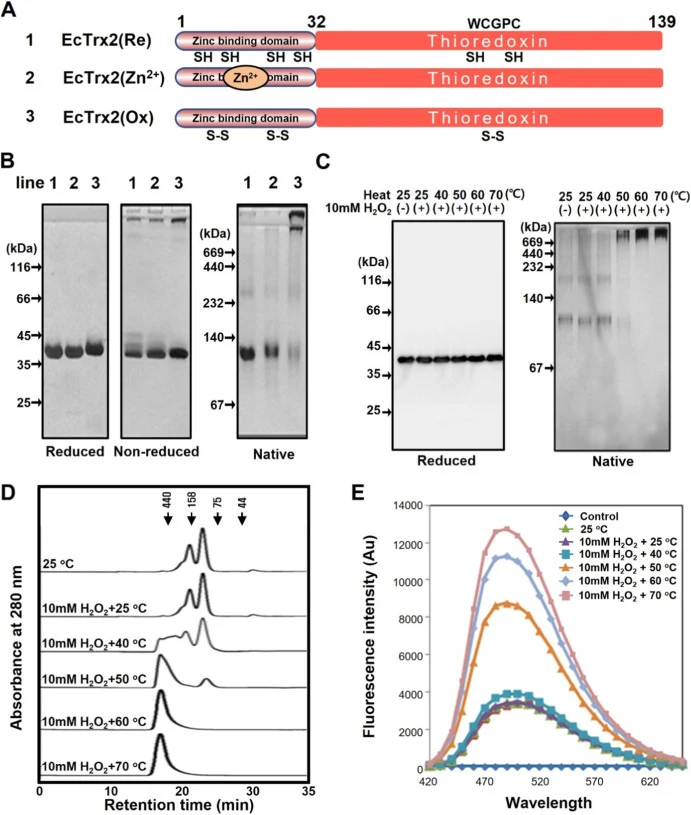 Effect of dual stresses on the protein structures of EcTrx2 in vitro. (A) Schematic representations of EcTrx2. EcTrx2 protein contains a zinc binding domain and is found in three forms: zinc unbound reduced (EcTrx2(Re)), zinc bound reduced (ExTrx2(Zn2+)) and oxidized (EcTrx2(Ox)). (B) Diverse forms