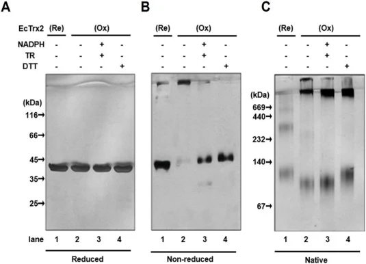 Reversible regulation of EcTrx2 protein structures in E. coli due to oxidative stress. Reversible structural changes in EcTrx2 in vitro. Reduced EcTrx2 (lane 1), Oxidized EcTrx2 (lane 2), EcTrx2 treated with 100 μM NADPH and 0.5 μM TR (lane 3), and EcTrx2 treated with 20 mM DTT (lane 4), were loaded