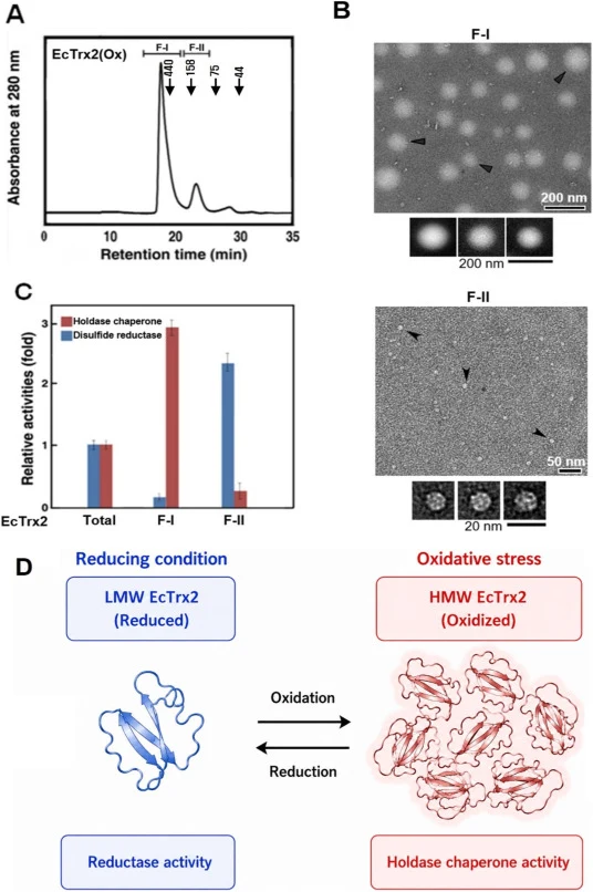 Structural and functional analysis of HMW and LMW EcTrx2 fractions. (A) Size-exclusion chromatography (SEC) profile of EcTrx2(Ox), with HMW (F-I) and LMW (F-II) fractions indicated. The elution positions of molecular-size standards are shown as reference points for apparent molecular size. (B) Trans