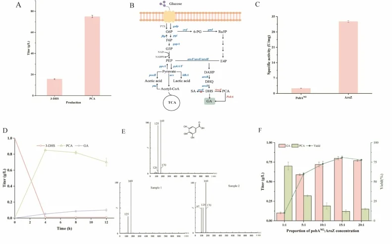 Validation of the cascade pathway for gallic acid synthesis from 3-dehydroshikimic acid and optimization of enzyme ratio. (A) Biocatalytic production of protocatechuic acid. Whole-cell biocatalytic conversion of 3-DHS to PCA using E.coli cells overexpressing ApAroZ. The reaction was performed in fer
