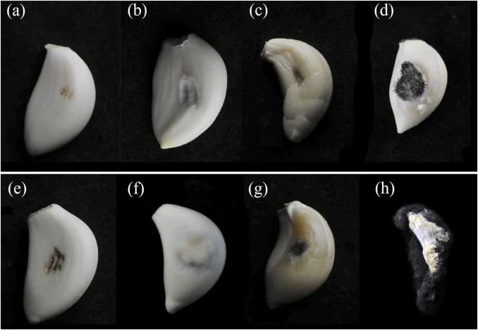 Pathogenic phenotypes of fungal isolates on garlic cloves at two infection stages. (a–d) Early-stage symptoms: (a) non-inoculated control, (b) S10, (c) S7, (d) S15. (e–h) Advanced-stage symptoms after prolonged incubation: (e) non-inoculated control, (f) S10, (g) S7, (h) S15. After inoculation, garl