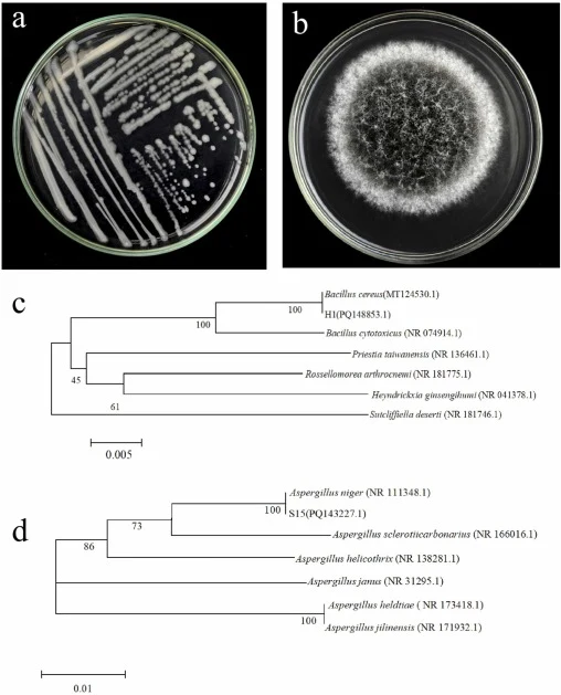 菌株H1和S15的形态学与系统发育鉴定。(a) 菌株H1菌落；(b) S15菌落；(c) H1的16S rRNA系统发育树；(d) S15的ITS系统发育树。节点处为Bootstrap值，比例尺表示遗传距离。