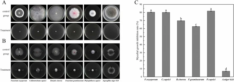 Broad-spectrum antifungal activity of 3-methylvaleric acid and crude garlic extract. (A) 3-methylvaleric acid and (B) crude garlic extract against Fusarium oxysporum, Colletotrichum capsici, Botrytis cinerea, Fusarium graminearum, Phytophthora capsici, and Aspergillus niger S15. The upper and lower