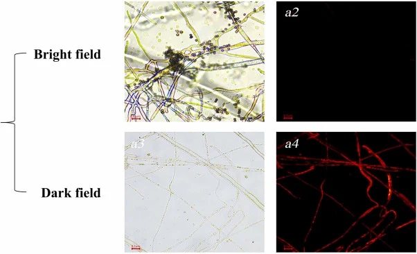 Effects of 3-methylvaleric acid membrane integrity, spore germination and spore yield of Aspergillus niger S15(a1: control bright field, a2: control dark field, a3: 3-MA treated group bright field, a4: treated group dark field).