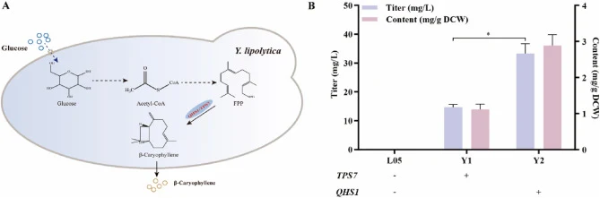 β-Caryophyllene production in engineered strains utilizing the mevalonate (MVA) pathway. (A) Schematic diagram of β-caryophyllene production. Dashed lines indicate multi-step reactions with intermediate metabolites omitted, and solid arrows indicate single-step enzymatic reactions. (B) The β-caryoph