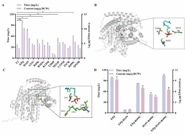 Directed mutagenesis of β-caryophyllene synthase. (A) Impact of point mutations on the titer of β-caryophyllene * indicates p < 0.05, significant difference; ** indicates p < 0.01, extremely significant difference. (B) Molecular docking model of QHS1 as the receptor and FPP as ligands. Letter indica