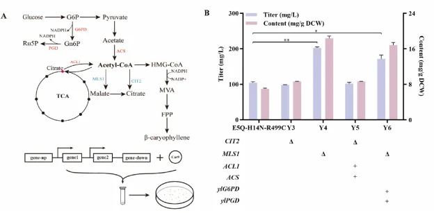 Enhance the supply of acetyl coenzyme A (acetyl-CoA) and cofactors. (A) Schematic diagram of β-caryophyllene production in strains with enhanced acetyl-CoA and cofactor supply. Red text indicates gene overexpression, while blue text indicates gene knockout. ● indicates metabolites of the TCA cycle.