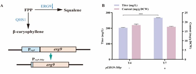 Reduction of FPP for squalene synthesis. (A) Schematic diagram of erg9 promoter truncation. Blue arrows indicate reduced gene expression. (B) Effect of erg9 promoter truncation on β-caryophyllene production. The “-” represents the truncated promoter was not used, while “+” indicates the truncated pr