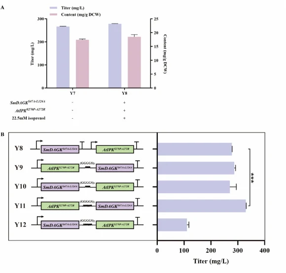 β-Caryophyllene production in Y7 strains expressing SmDAGK S47A-L124A and AtIPK S270P-A272R in different fused forms is presented. (A) Impact of IU pathway on the production of β-caryophyllene. “−” indicates that the related gene was not expressed and isoprenol was not supplemented. “+” indicates th