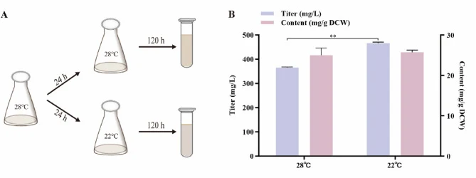 β-Caryophyllene production in Y11 strains with different fermentation conditions. (A) Schematic diagram of temperature experiment. (B) The β-caryophyllene production at different culture temperatures. ** indicates p < 0.01, extremely significant difference.