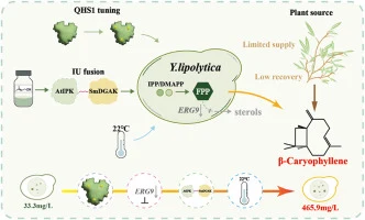 Stepwise Engineering of Yarrowia lipolytica for Microbial Pr