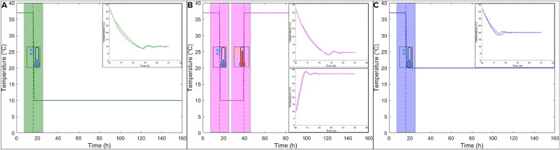 Target and recorded temperature profiles applied during the dynamic sporulation experiments. Target 37–10 °C profile and the corresponding cooling kinetics following the temperature shift from 37.0 °C to 10.0 °C (A, green), target 37–10-37 °C profile and the corresponding cooling and reheating kinet