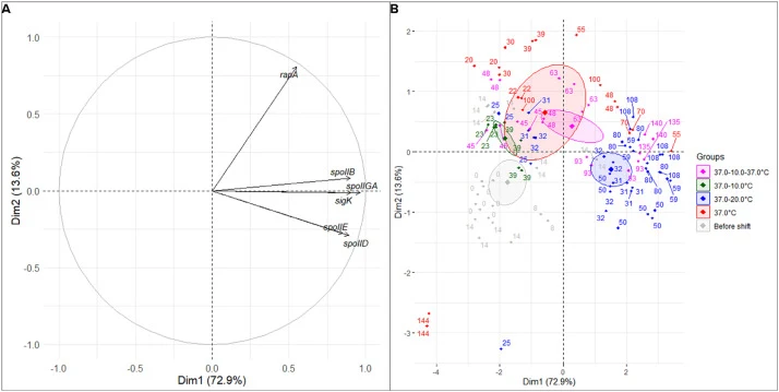 Principal component analysis (PCA) of the expression of a set of sporulation genes (rapA, spoIIB, spoIIGA, sigK, spoIIE, spoIID) during the growth and sporulation kinetics under different temperature conditions. (A) Correlation circle showing the contribution of selected sporulation-related genes to