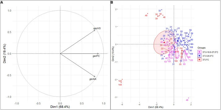 Principal component analysis (PCA) of the expression of genes related to spore properties under different sporulation temperature conditions. (A) Correlation circle showing the contribution of selected genes related to spore properties (spoVS, gerPC, and gerAA). (B) PCA score plot showing sample dis