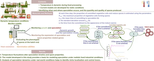 Sporulation kinetics of Bacillus subtilis under dynamic temp