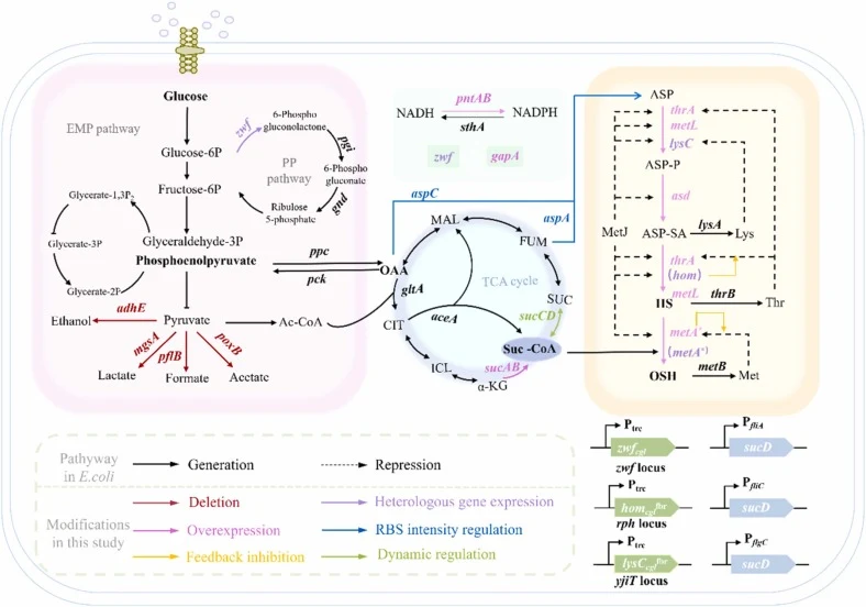 大肠杆菌中OSH生物合成的代谢途径与工程策略。Glucose-6P: 葡萄糖-6-磷酸; Fructose-6P: 果糖-6-磷酸; Glyceraldehyde-3P: 甘油醛-3-磷酸; Glycerate-1,3-P2: 甘油酸-1,3-二磷酸; Glycerate-3P: 甘油酸-3-磷酸; Glycerate-2P: 甘油酸-2-磷酸。