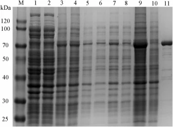 SDS-PAGE analysis of RrUGT expressed in E. coli BL21 (DE3). Lane M: protein molecular mass marker; lane 1: the total protein of E. coli BL21 (DE3) harboring pGEX−2T; lane 2: the soluble protein of E. coli BL21 (DE3) harboring pGEX−2T; lane 3, 5, 7, 9: the total protein of E. coli BL21 (DE3) harborin