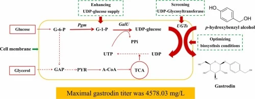 High-level biosynthesis of gastrodin in engineered Escherich