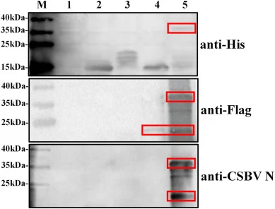 Western blot analysis of the expression of CSBV N/His/Flag in B.subtilis MATE01 spores Lane M: protein marker; Lane 1: pMATE01 recombinant spore; Lane 2: pMATE01-CotC(TAA) recombinant spore; Lane 3: pMATE01-CotC(△TAA) recombinant spore; Lane 4: pMATE01-CotC(TAA)-CSBV N recombinant spore; Lane 5: pMA