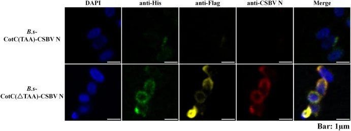 Detection of CSBV N/His/Flag displayed on B.subtilis MATE01 spore surface by Immunofluorescence. Bar: 1 μm.