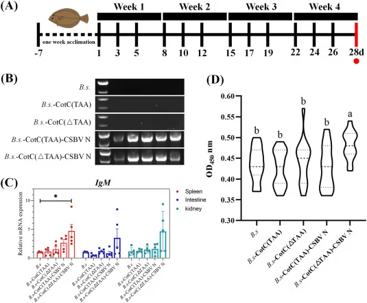 Efficacy assessment of oral administered recombinant B.subtilis spores (A) Protocol for oral administration of Japanese flounder; (B) PCR detection of intestinal colonization after 28 days post oral spore administration; (C) The mRNA expression level of IgM in the spleen, intestine and kidney tissue
