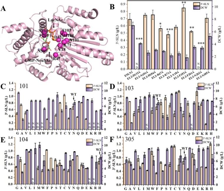 (A) AlphaFold 3–predicted structure of the key rate-limiting enzyme Btα2,3SiaT. Molecular docking of Btα2,3SiaT mutants with the substrate LacNAc and cofactor CMP-Neu5Ac is shown. Key amino acid residues within the Btα2,3SiaT active site are highlighted. (B) 3′-SLN production by Btα2,3SiaT and its m