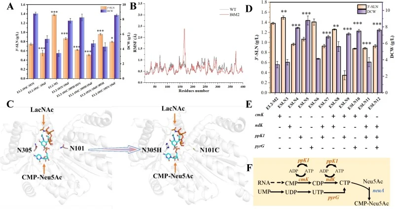 (A) 3′-SLN production during fermentation using a combination of beneficial mutants. Statistical significance relative to the control strain EL2-101C/103Y was analyzed by one-way ANOVA (***p < 0.001, **p < 0.01, *p < 0.05). (B) Root mean square fluctuation (RMSF) profiles of the wild-type (WT) and B