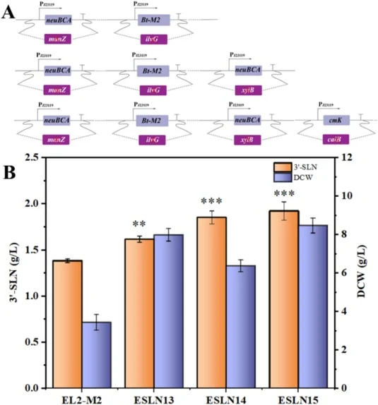 (A) Genome engineering of the manZ, ilvG, xylB, and caiB loci through the integration of neuBCA, BtM2, neuBCA, and cmK under the control of the J23119 promoter. (B) Residual 3′-SLN concentrations in the culture supernatant after fermentation of the engineered E. coli strains harboring the integrated
